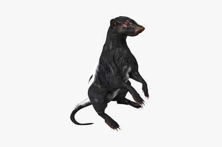 Preview: Tasmanian devil profile view, mouth ajar