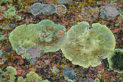 Preview: Multi-colored fragment fungus texture on the stones