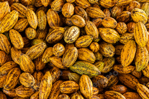 Preview: Cocoa beans and cocoa pod on a wooden surface