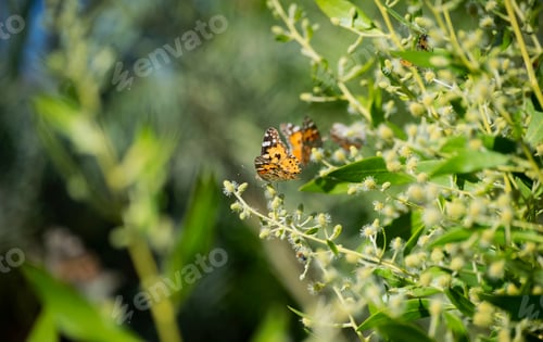 Preview: Amazing orange butterfly was standing on a green leaf