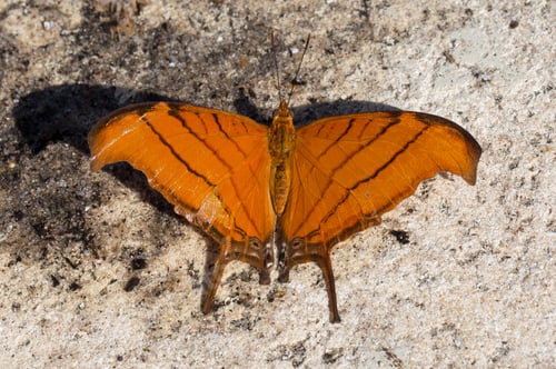 Preview: Macro shot of a ruddy daggerwing butterfly