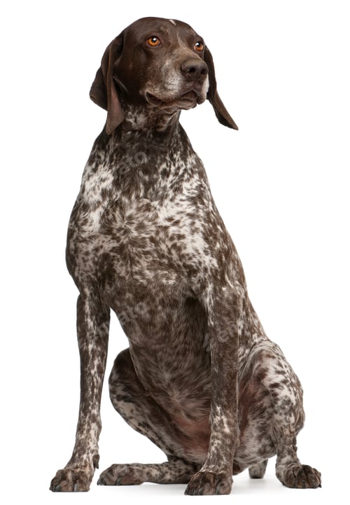 Preview: German Shorthaired Pointer, sitting in front of white background