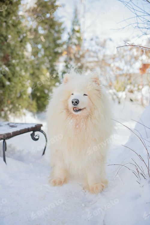 Preview: white malamute dog stands on snow on sunny day