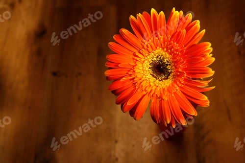 Preview: Orange flower