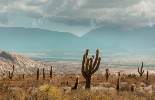 Preview: Cactus in Argentina