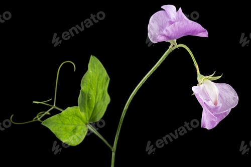 Preview: Violet flower of sweet pea, isolated on black background