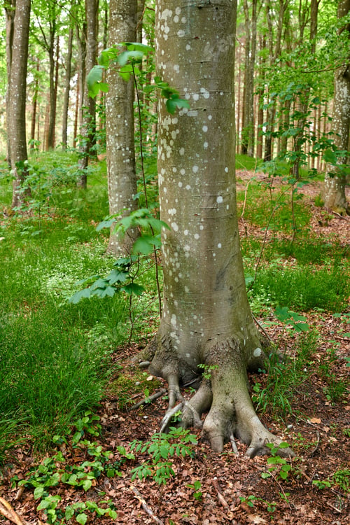 Preview: The forest in springtime