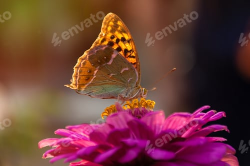 Preview: Beautiful butterfly Vanessa sits on a bright pink flower. Bright orange wings glow in the sunlight.