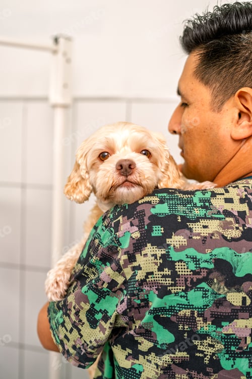 Preview: Veterinarian holding a small dog in veterinary clinic