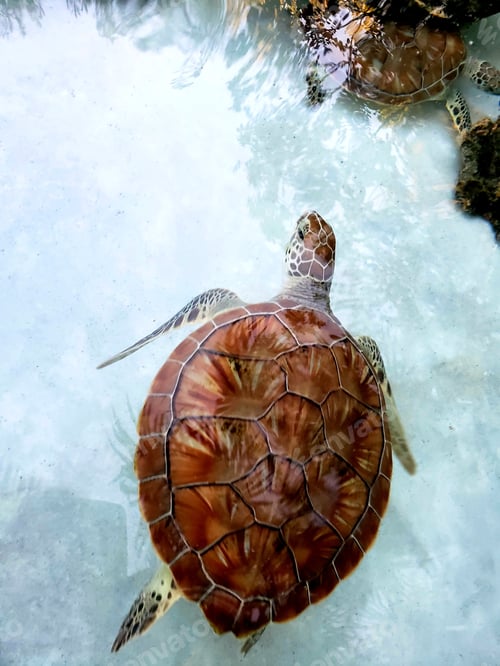 Preview: nature