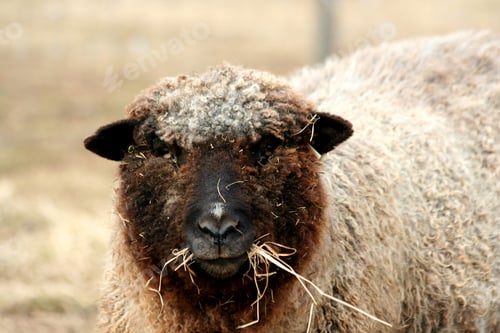 Preview: Sheep grazing in a field