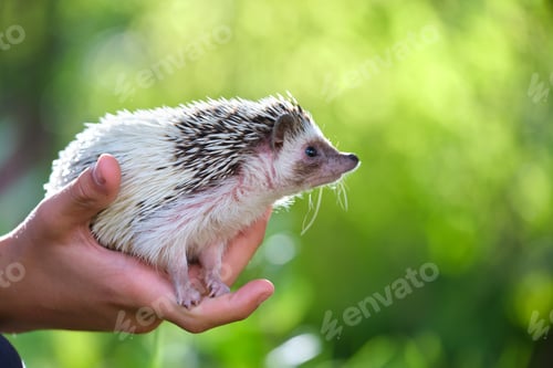 Preview: Human hands holding little african hedgehog pet outdoors on summer day. Keeping domestic animals and