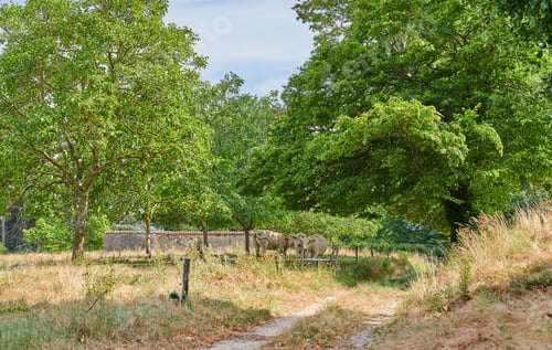 Preview: A series of photos of countryside, farmland and forest close to Lyon, France