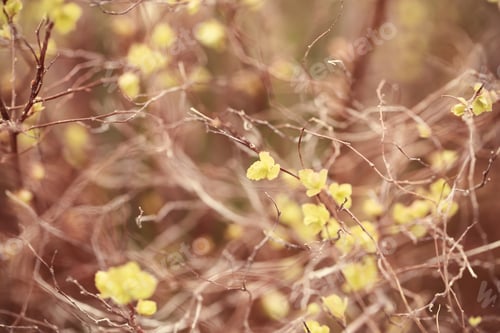 Preview: Different Plants Grow In The Park Background Image