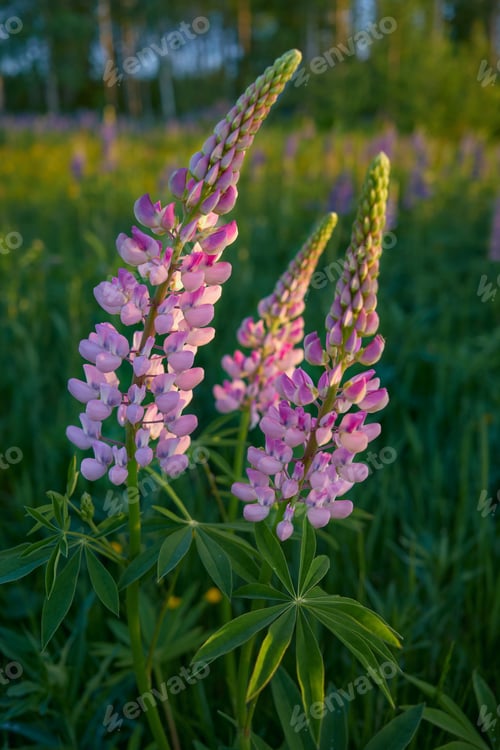 Preview: Flowers of forests and fields of Northern Europe: lupins, lupinus.