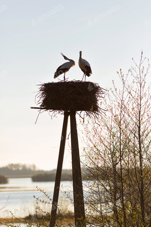 Preview: Couple of storks