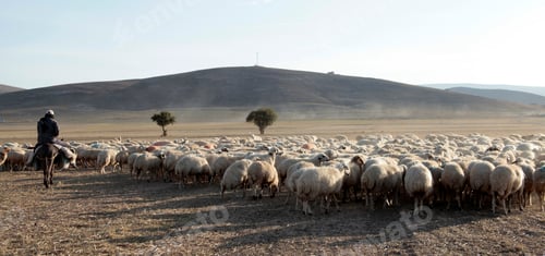 Preview: flock of sheep and shepherd
