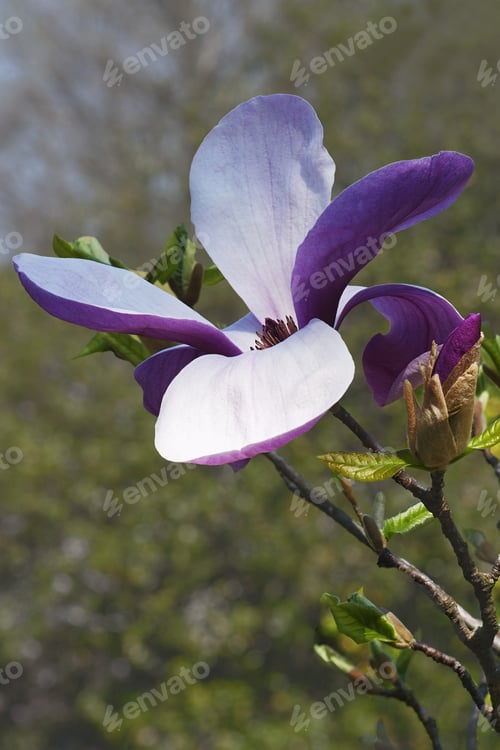 Preview: Red Baron Magnolia Flower (Magnolia X Hybrid Red Baron). Hybrid Between Magnolia Acuminata And