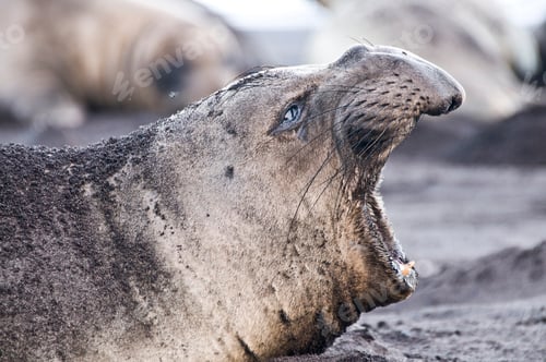Preview: Side view of northern elephant seal calling on beach at Guadalupe Island, Mexico