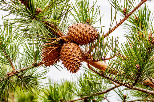 Preview: Pine cones growing on a tree