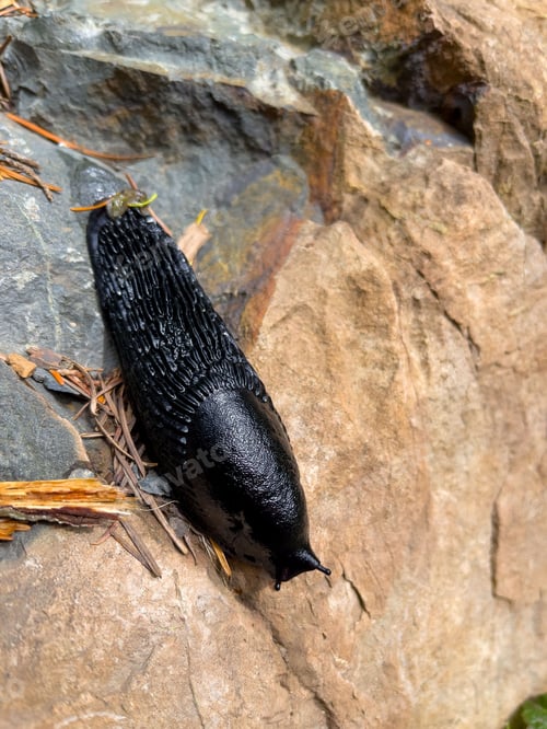Preview: Vertical closeup shot of a black slug (Arion ater) crawling on a rock