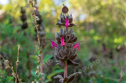 Preview: Close-up shot of a hummingbird sage during the day