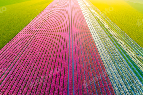 Preview: Drone view of a field of tulips. Landscape from the air in the Netherlands. Rows on the field.