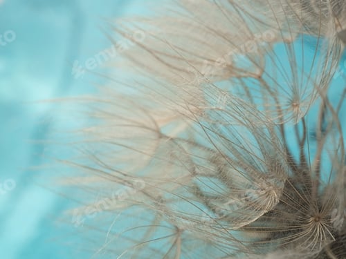 Preview: Natural background. Abstract photo of a large dandelion with drops in close-up in creative processin