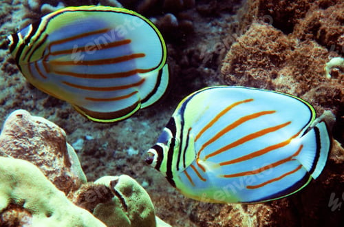 Preview: Coral reef underwater photo, shallow underwater seascape