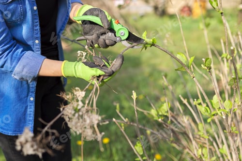 Preview: Woman gardener with pruning shears cuts dry branches on hydrangea