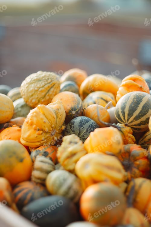 Preview: different small pumpkins in a wooden crate