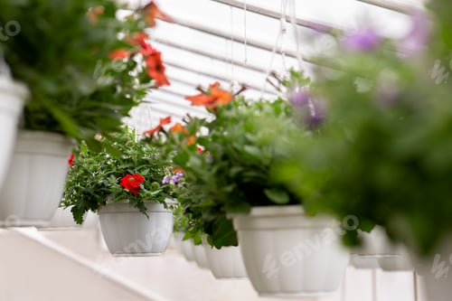 Preview: Gardener work, blooming plants at spring indoor