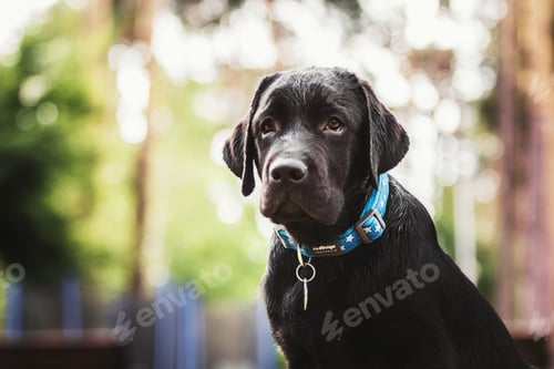 Preview: Labrador Retriever Dog breed on the field. Dog running on the green grass. Active dog outdoor.