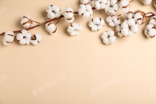 Preview: Fluffy cotton flowers on beige background, top view. Space for text
