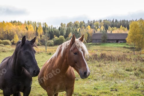 Preview: Closeup shot of horses grazing in farmland on an autumn day