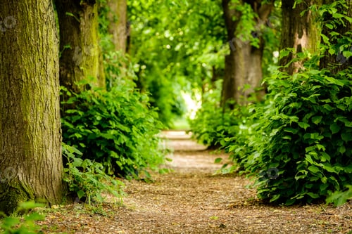 Preview: Footpath between trees in the forest near Koblenz, Germany.