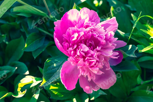 Preview: Pink peony outdoors. Single paeonia in green garden, springtime concept. Flower head close-up.