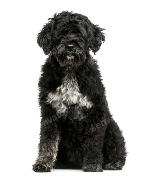 Preview: Portuguese Water Dog