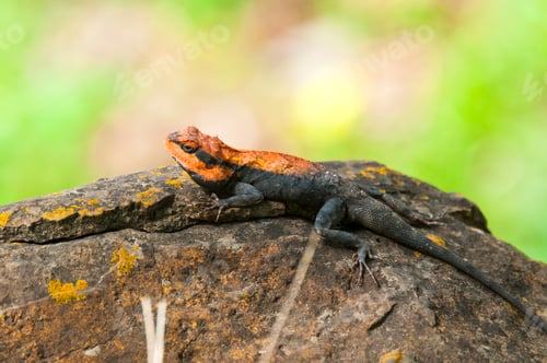 Preview: Agama lizard in the forest