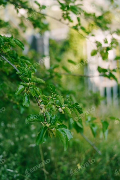 Preview: White mulberry on tree branches among green foliage