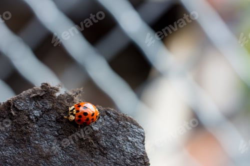 Preview: Closeup shot of a ladybug on a rock with a blurred background
