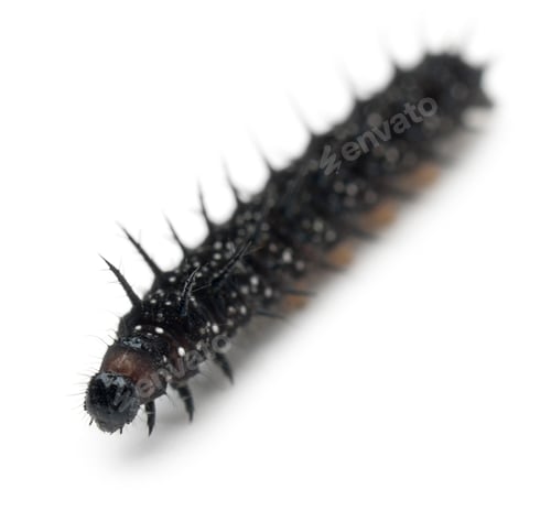 Preview: Caterpillar of a Peacock butterfly, Inachis io, in front of white background
