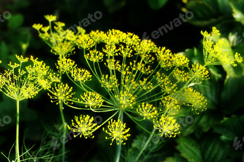 Preview: Dill flower