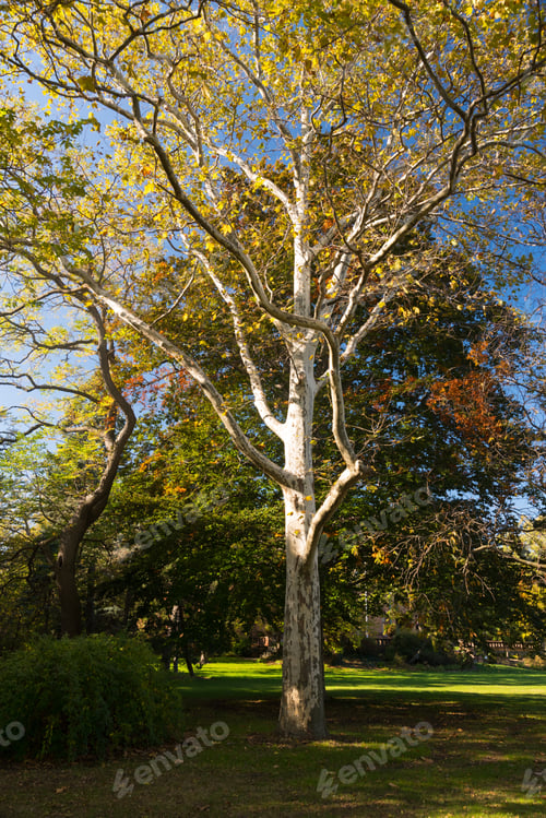 Preview: Beautiful Tree With Yellow Leaves In An Autumn Park