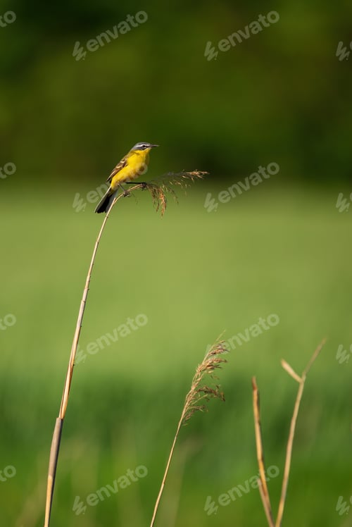 Preview: Western yellow wagtail (Motacilla flava) , yellow colorful bird