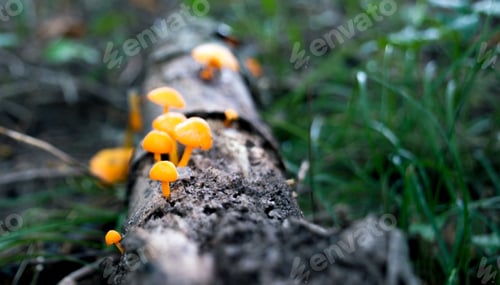 Preview: Close up of wild mushrooms growing on a stick in the woods