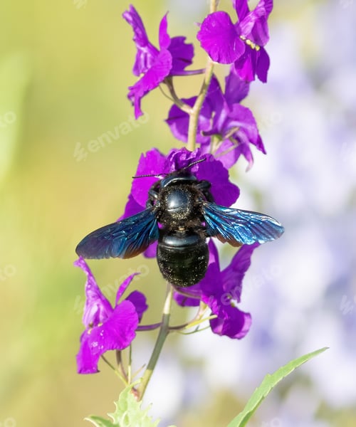 Preview: Xylocopa valga, Carpenter bee. An insect sitting on a flower