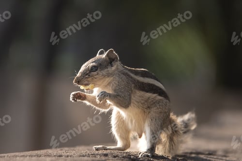 Preview: Grey palm squirrel perched on the rock nibbling on a snack