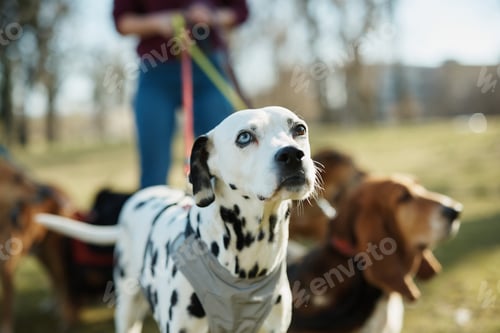 Preview: Dalmatian dog and pack of dogs with their walker in nature.