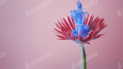 Preview: Pink daisy flower with pastel blue ink. Creative abstract spring nature. Summer bloom concept.